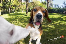 冠軍級呵護，源于每一份冠軍寵物食品