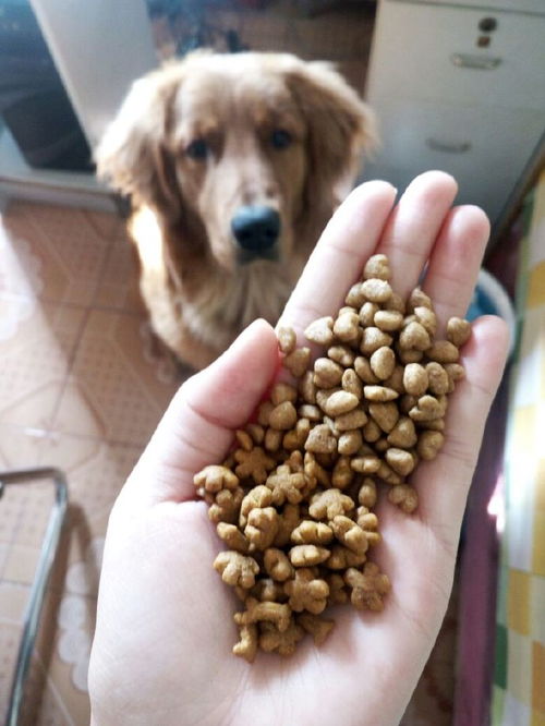 2021年度狗糧品牌大盤點 十大口碑之選與科學喂養指南